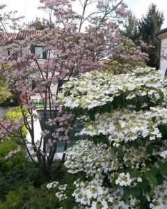 Gallery Campigotto fiori giardini progettazione giardini Preganziol Treviso