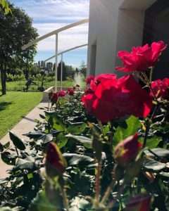 Gallery Campigotto fiori giardini progettazione giardini Preganziol Treviso Vicenza