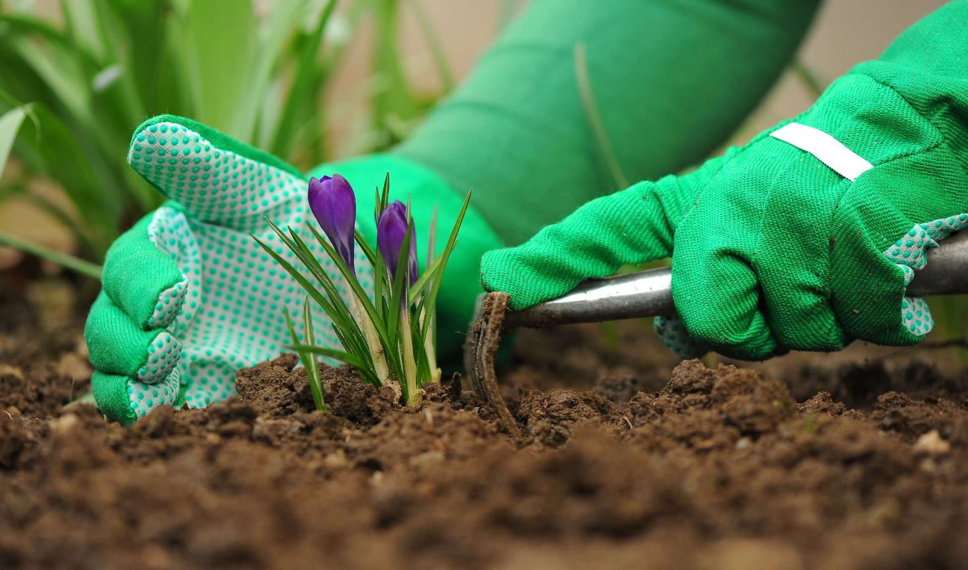 Guida ai lavori di primavera in giardino