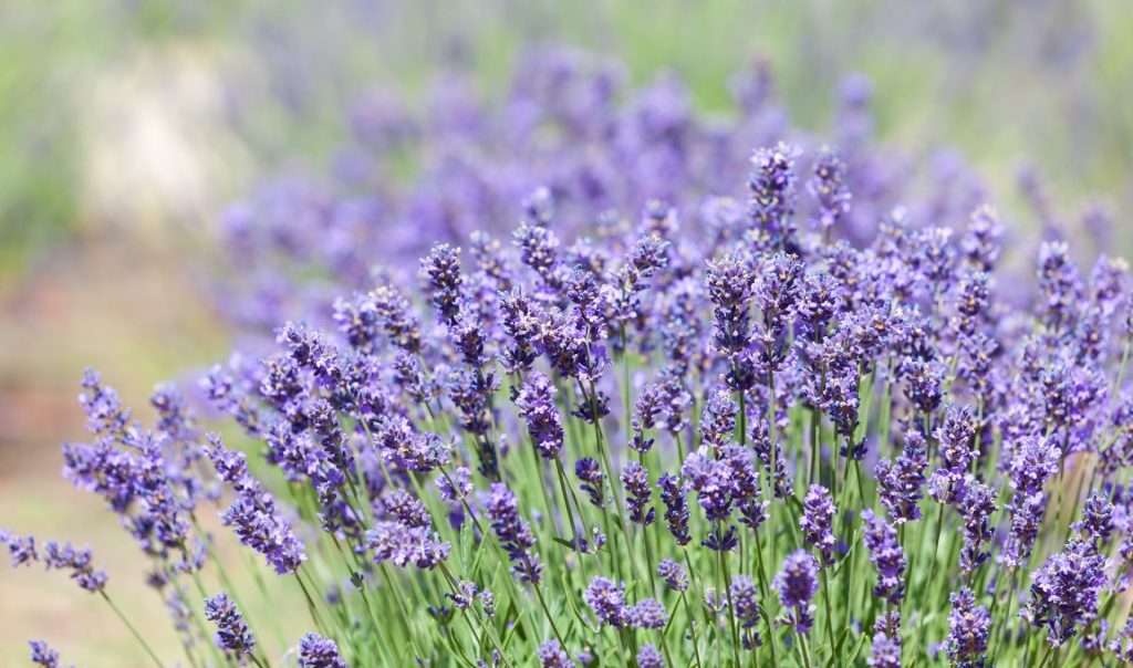Lavanda per proteggere il giardino pianto in giardino Campigotto fiori e giardini Preganziol Treviso
