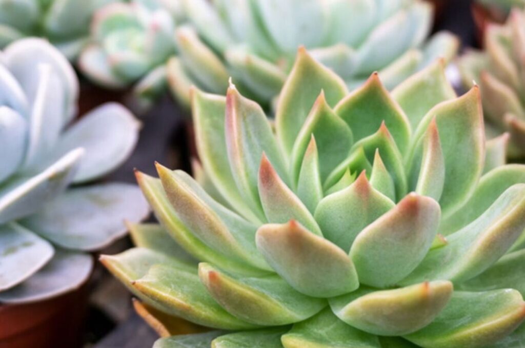Piante grasse da interno echeveria Campigotto fiori e giardini progettazione giardini vendita piante e fiori Preganziol Treviso Venezia Padova Belluno