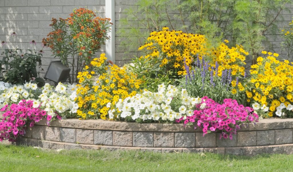 Aiuola rialzata con combinazioni colori rudbeckia gialle petunie bianche rosa Campigotto progettazione giardini vendita piante Preganziol Treviso