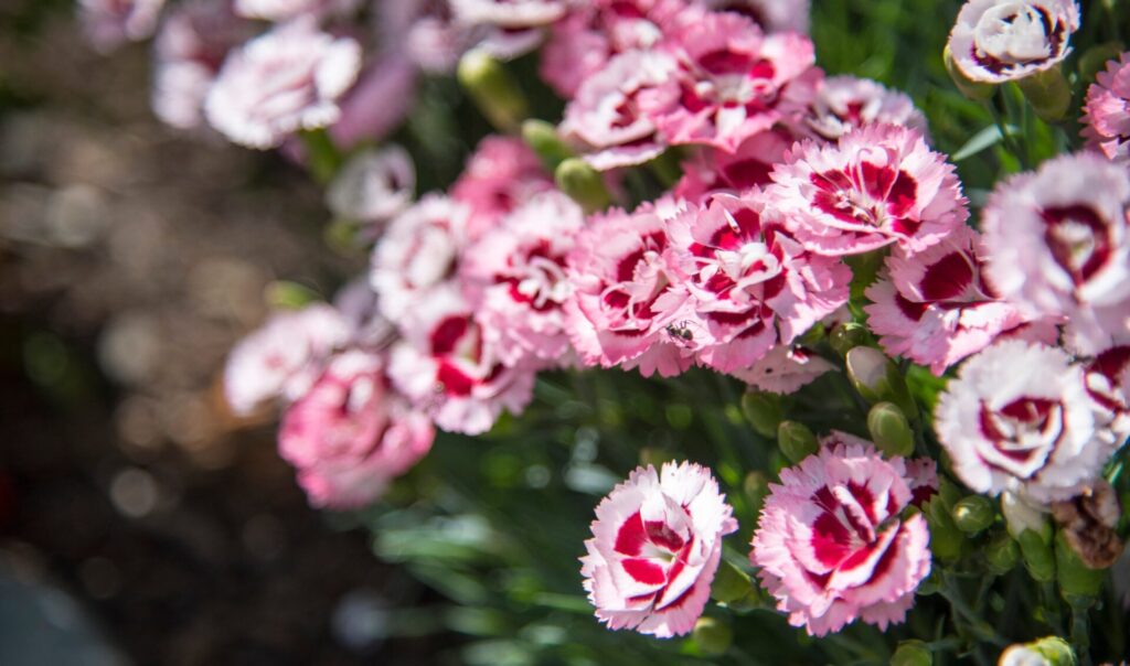 Dianthus garofani rosa bianchi combinazioni colori aiuole primaverili Campigotto progettazione giardini vendita piante Preganziol Treviso