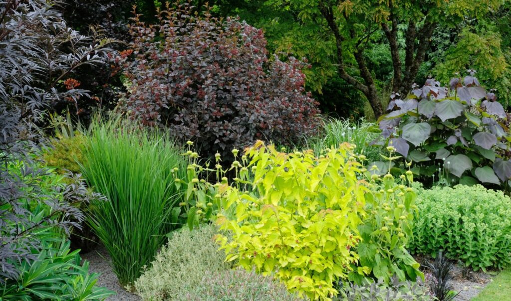 Fogliame decorativo graminacee ornamentali struttura aiuole perenni Campigotto progettazione giardini vendita piante Preganziol Treviso