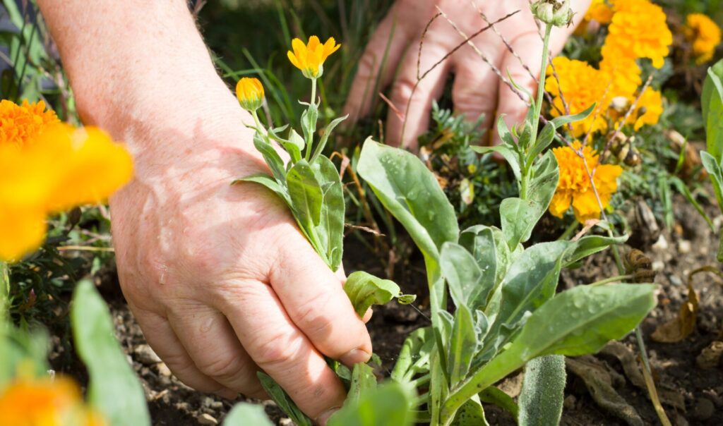 Rimozione fiori appassiti calendule tageti manutenzione aiuole estate prolungare fioritura Campigotto progettazione giardini vendita piante Preganziol Treviso