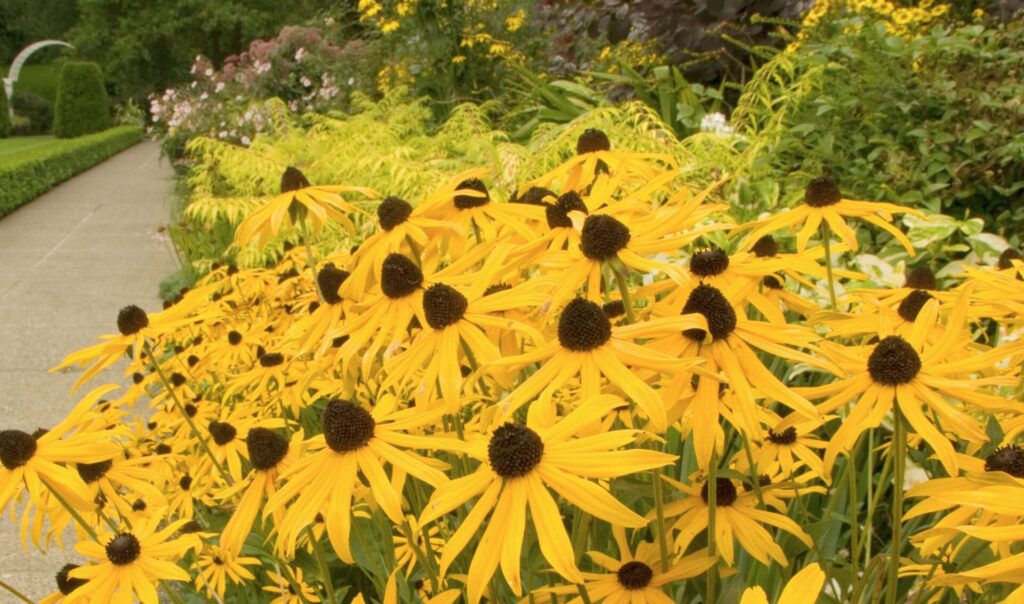 Rudbeckia margherita gialla fioritura estiva piante perenni aiuole durevoli Campigotto progettazione giardini vendita piante Preganziol Treviso